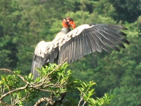 Jan Axels Blog Panamas Vultures