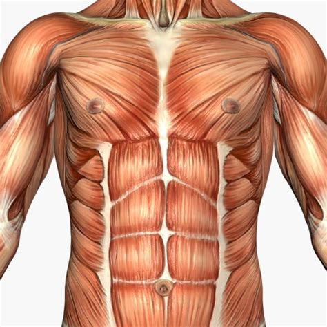 In this article, we shall learn about the anatomy of the muscles of the anterior chest. PILATES EM SÃO CAETANO DO SUL : Anatomia Muscular e ...