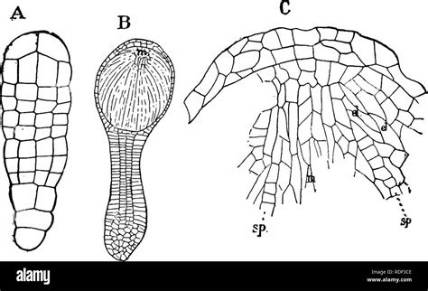 The Structure And Development Of Mosses And Ferns Archegoniatae