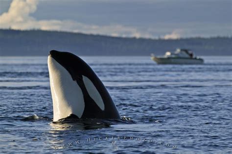 Orca Whale Activity Spy Hopping Photo Information