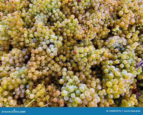 Ripe Golden Petit Manseng Grapes After Harvest Stock Photo Image Of