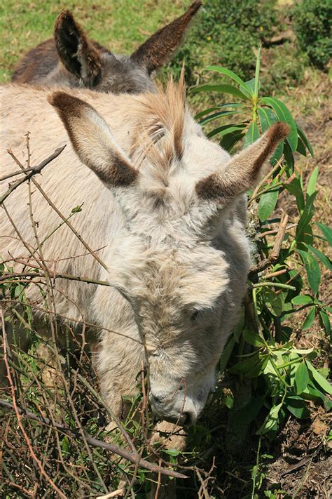 White Donkey Eating A Bush Photograph By Robert Hamm Pixels