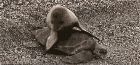 By awesomegifs june 10, 2014, 3:43 pm in animals, cute. Seal | Turtle, Turtle gif, Buzzfeed animals
