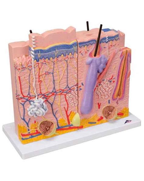 Skin Anatomical Models Dermatology Education Models