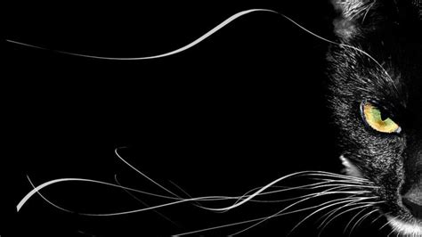 Black Cat Hd Wallpapers Top Free Black Cat Hd Backgrounds