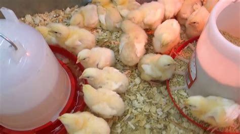 Baby Chicks In Tractor Supply Youtube