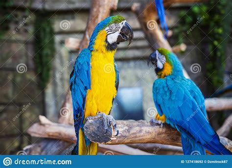 Ara Ararauna Two Blue Yellow Macaw Parrots On Tree Branch Ara Macao