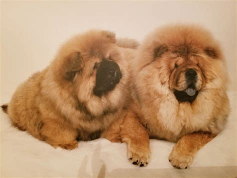 4 Show Paws Chows Chow Chow Pugs Puppies
