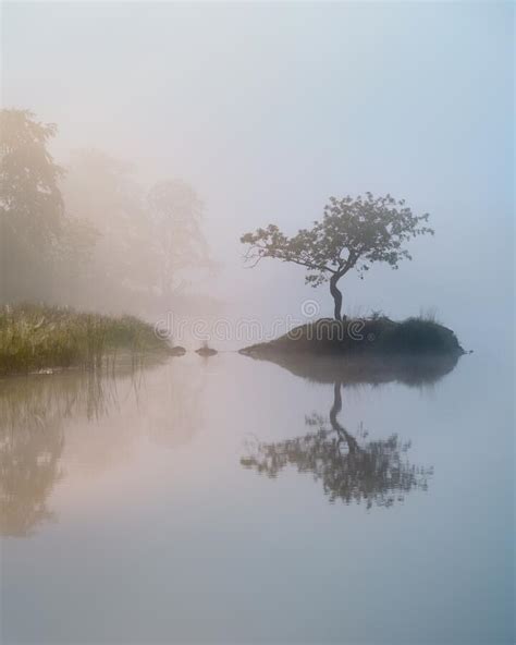 Lone Tree Reflecting In Still Misty Lake On A Foggymisty Morning In