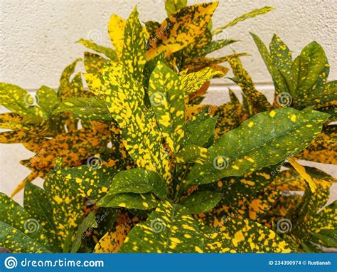 Green Croton Plant With Yellow Spots In The Home Garden Stock Photo