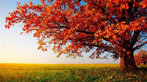 Red Autumn Leafed Branches Tree On Green Grass Field In Blue Sky