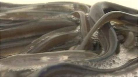 Endangered Eels Die In Power Station Trap At Ballyshannon Bbc News