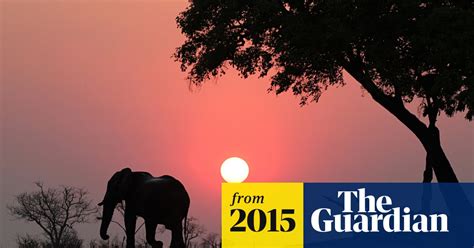 Help Stop Poaching Go On Safari In Africa Safaris The Guardian