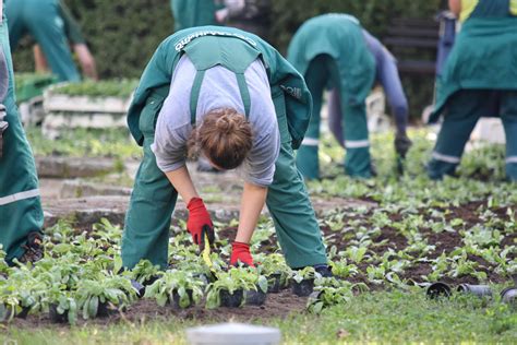 Image libre jardinier jardinage matériel végétal la plantation planteur la plantation à l