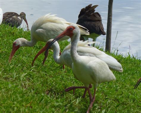 Common Backyard Birds Of Florida Explore All Things Golf To Become A Pro