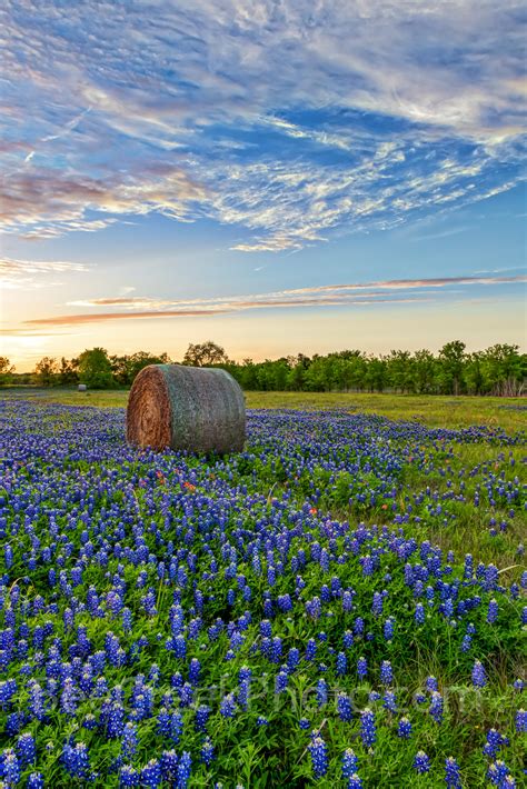 Texas Bluebonnets And Hay Bales Vertical