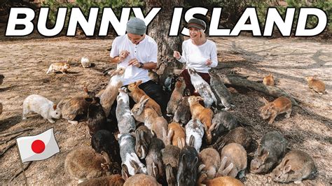 Entire Island Full Of Wild Rabbits Okunoshima Bunny Island Japan Guide