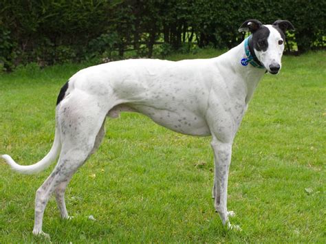 Can You Give Rio The Greyhound A Home In The Midlands