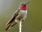 Broad-tailed Hummingbird | Celebrate Urban Birds
