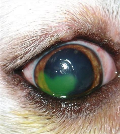 Sudden Acquired Retinal Degeneration Syndrome In Dogs Dog Discoveries