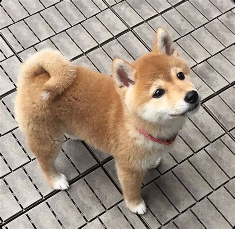 The shiba inu (柴犬, japanese: |Pinterest @xioohh | | Shiba puppy