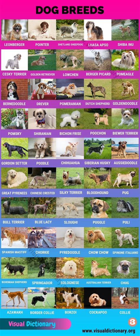 Dog Breeds 370 Best Breeds Of Dogs You Probably Dont Know Visual