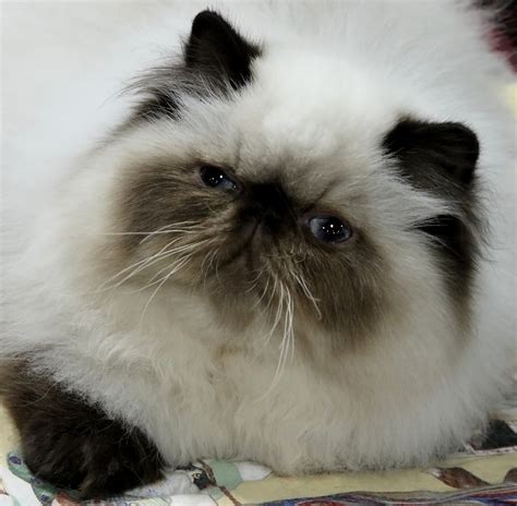 7 Charming Himalayan Cat Pictures In Biological Science Picture