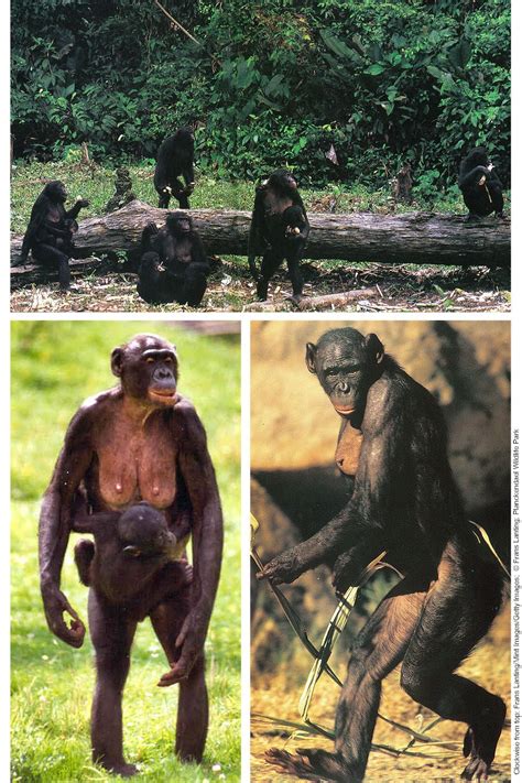 Bonobos Evidence The Whole Love Indoctrination Process World