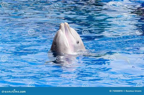 Dolphins In Love Stock Photo Image Of Cetacean Heads 75008890