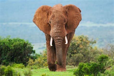 Are Elephants Endangered In 2023 Brightly