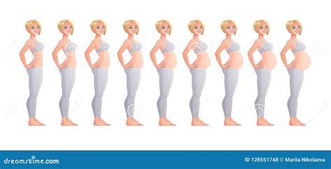 Stages Of Pregnancy Month By Month Isolated Vector Illustration Stock