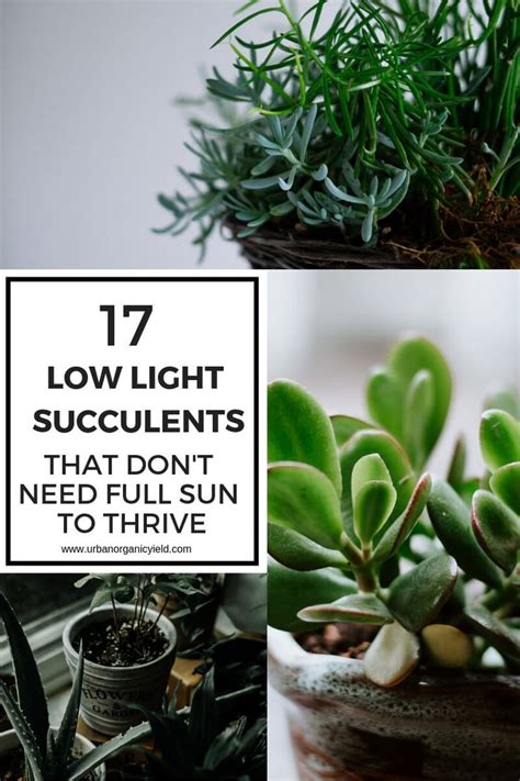 17 Best Low Light Succulents And Cacti That Dont Need Full Sun To