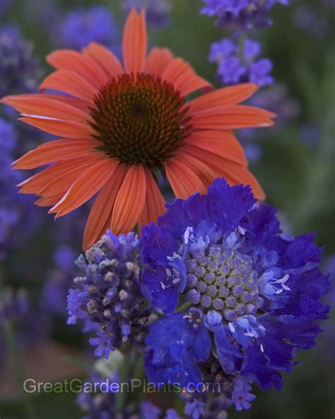 Sun Combination Lively Orange Coneflower Pairs Well With Blue