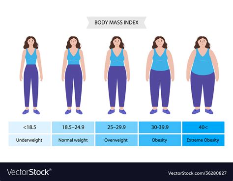 Body Mass Index Woman Royalty Free Vector Image