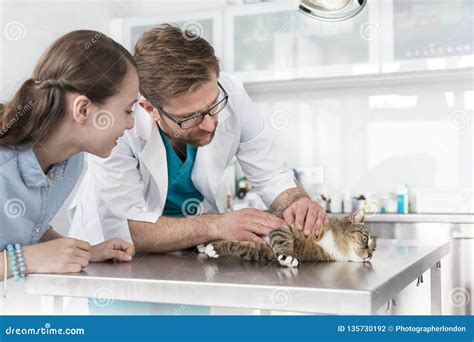 Doctor Examining Cat On Table By Girl In Veterinary Clinic Stock Photo
