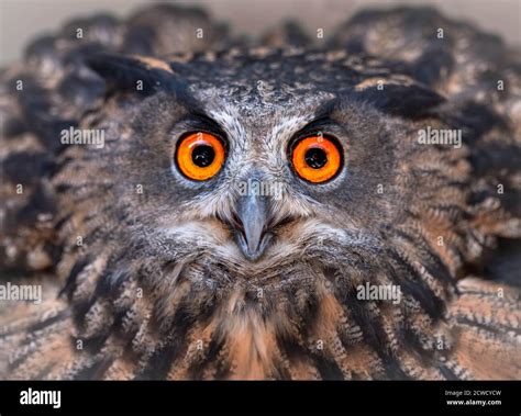 Funny Look Of A Angry Owl A Close Look Of The Beak And Orange Eyes Of