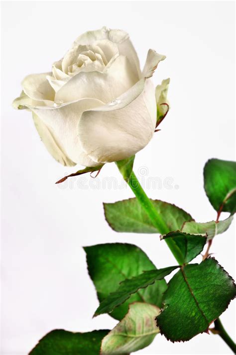 White Rose Stock Photo Image Of Close Plant Bright 6023604