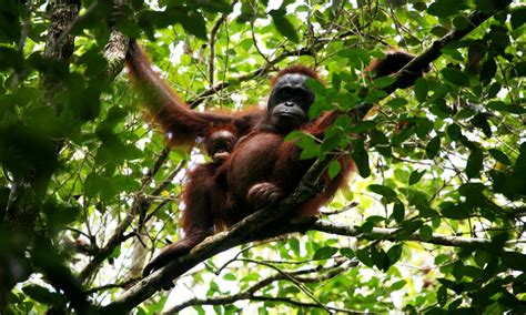 Living Among The Trees Five Animals That Depend On Forests Stories Wwf