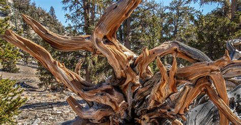 Bristlecone Pines Flickr