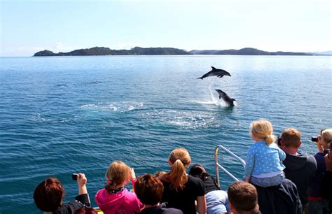 Dolphin And Whale Tours New Zealand Downsideup Blog