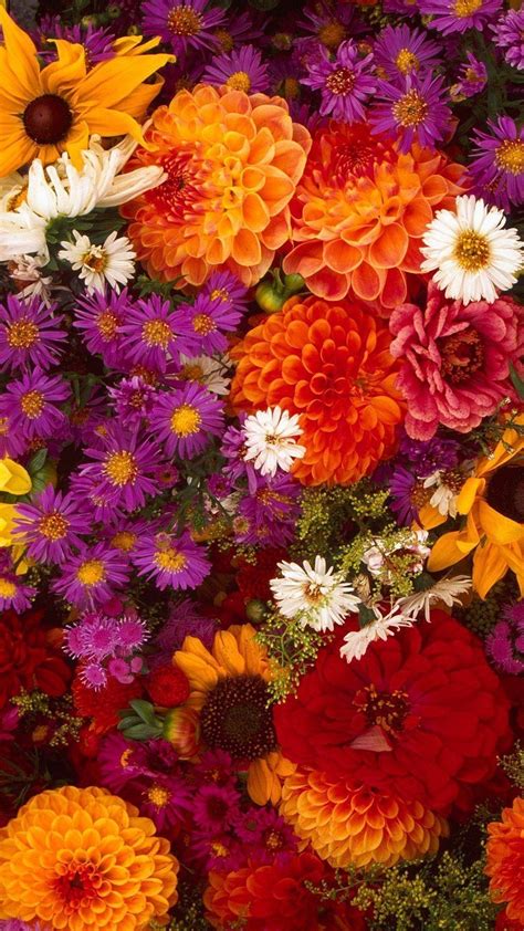 Colorful Flowers Wallpaper Colorful Flowers Wallpapers Top Free