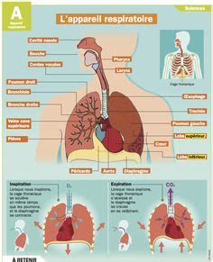 La respiration comment ca marche pour cm1 cm2 maitre lucas. La respiration et l'appareil respiratoire - Leçon - Cm1 ...