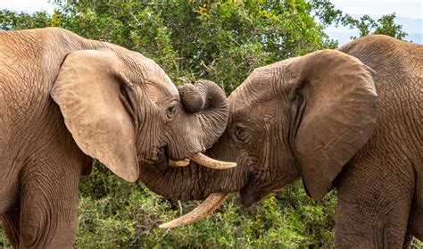 Elephants Will Cooperate To Get Food If Theres Enough To Share