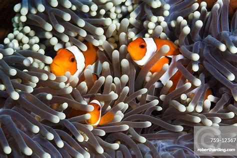 Clown Anemonefishes Amphiprion Ocellaris Bali Stock Photo