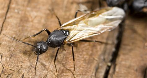 Termites Edwardsville Il Flying Ants Termite Controls