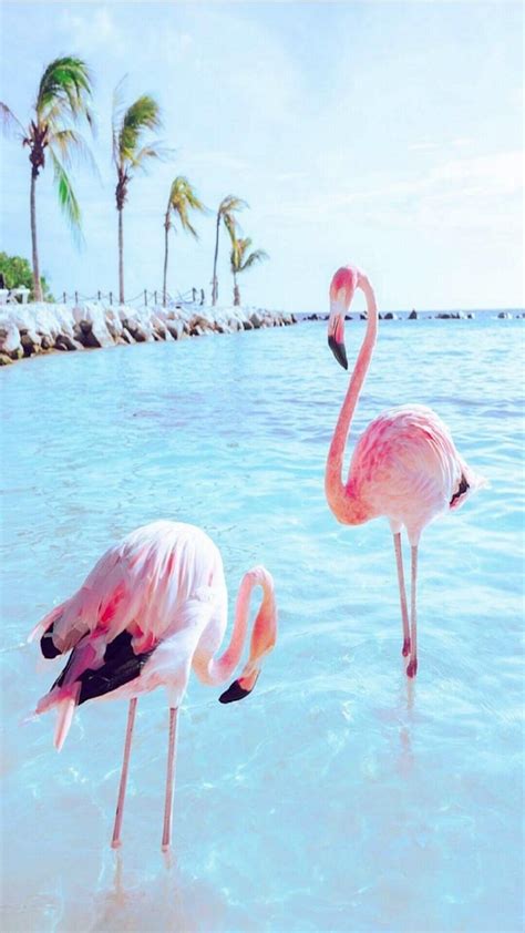 Flamingos 💕 Foto Flamingo Flamingo Beach Pink Flamingo Party Pink