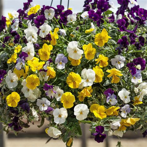 Pansy Cool Wave Mix Spreading Pansies Flower Seeds
