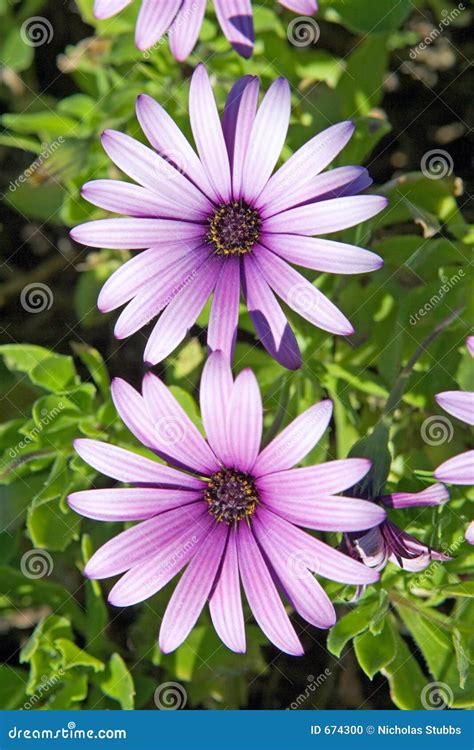 Beautiful Large Pink Or Purple Flowers Stock Photo Image 674300