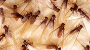 Termites swarm in the South as their mating season begins
