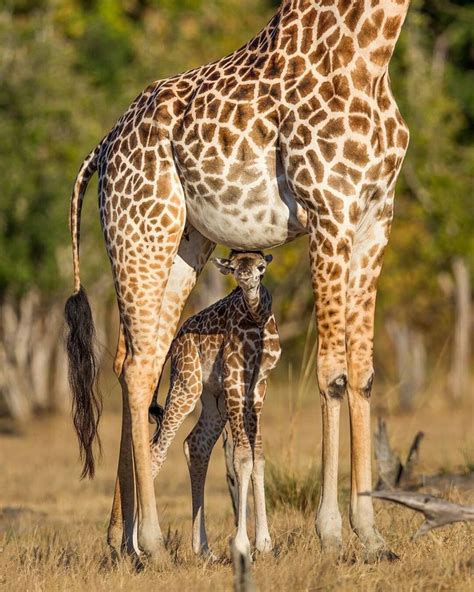 Mom And Baby Giraffes Giraffe Cute Baby Animals Animals